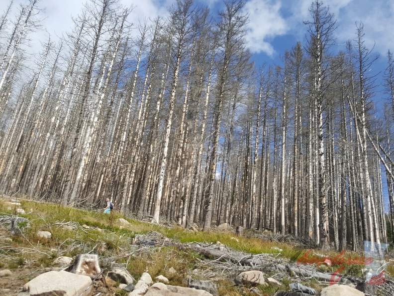 harz2019_40.jpg